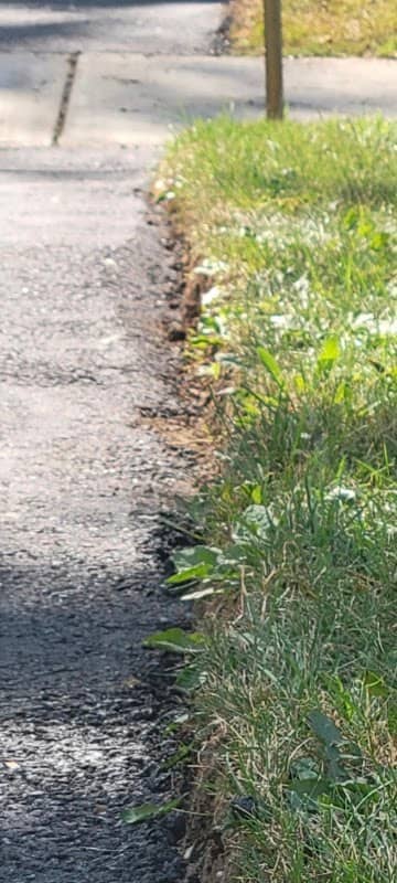 Photograph 2 of 4 published by Premium Paving Inc on its own Google listing